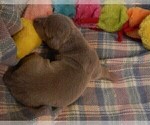 Small #9 Great Dane