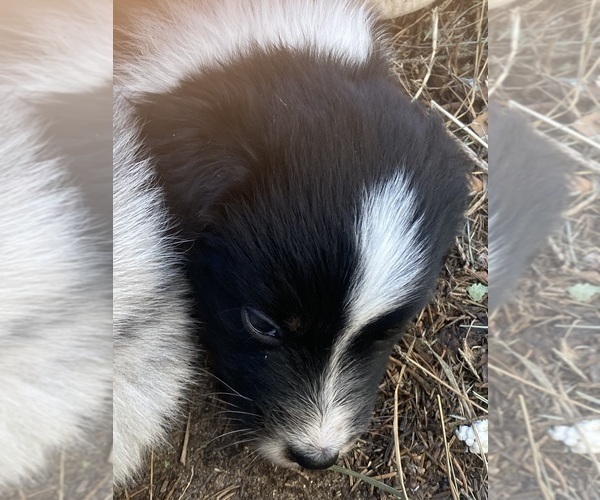 Medium Photo #7 Aussiedoodle Puppy For Sale in ONAWAY, MI, USA