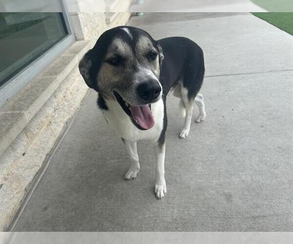 Medium Photo #2 Anatolian Shepherd-Unknown Mix Puppy For Sale in Grand Prairie, TX, USA
