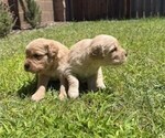 Image preview for Ad Listing. Nickname: Litter of 2