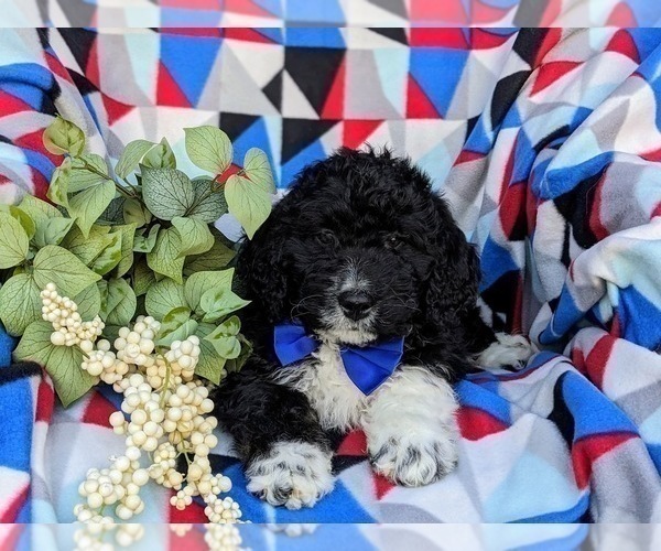 Medium Photo #6 Bernedoodle (Miniature) Puppy For Sale in RISING SUN, MD, USA