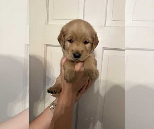 Medium Photo #7 Golden Retriever Puppy For Sale in PANA, IL, USA