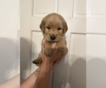 Small #6 Golden Retriever