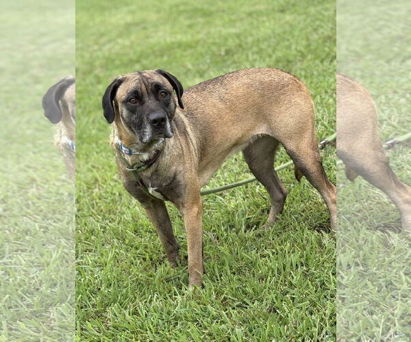 Medium Photo #1 Mutt Puppy For Sale in Virginia Beach, VA, USA