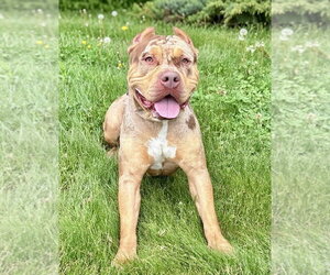 American Bulldog-Unknown Mix Dogs for adoption in Spring Lake, NJ, USA