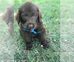 Small Photo #7 Labradoodle Puppy For Sale in BOWLING GREEN, KY, USA