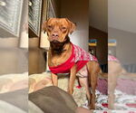 Small #1 Vizsla Mix
