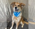 Small #4 Golden Retriever Mix