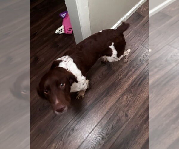 Medium Photo #7 Brittany Puppy For Sale in Curwensville, PA, USA