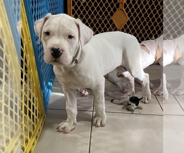 Medium Photo #2 Dogo Argentino Puppy For Sale in DORAL, FL, USA