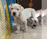 Small Photo #2 Dogo Argentino Puppy For Sale in DORAL, FL, USA