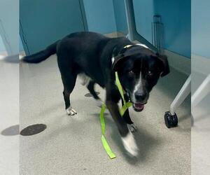 Mutt Dogs for adoption in Newton, NC, USA