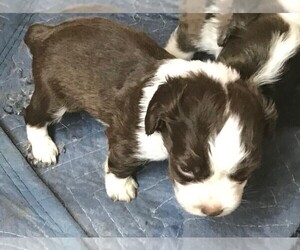 Cocker Spaniel-Cowboy Corgi Mix Puppy for sale in GREELEY, CO, USA