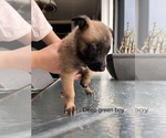 Small Photo #3 Belgian Malinois Puppy For Sale in CHULA VISTA, CA, USA