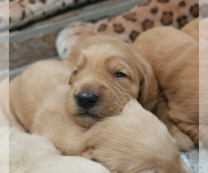 Golden Retriever Puppy for Sale in SACRAMENTO, California USA