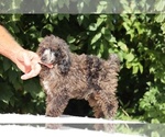 Small #9 Poodle (Toy)