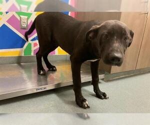 Labrador Retriever-Unknown Mix Dogs for adoption in Baytown, TX, USA