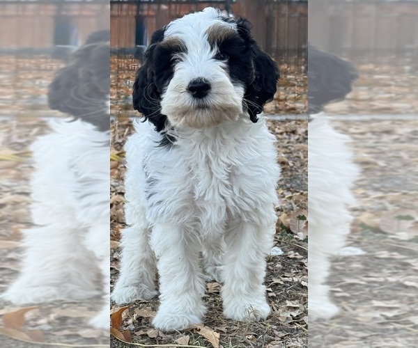 Medium Photo #3 Bernedoodle (Miniature) Puppy For Sale in LONGMONT, CO, USA