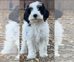 Templeton - Male Bernedoodle (Miniature) Puppy for Sale - Photo #3