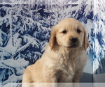 Small Photo #2 Golden Retriever Puppy For Sale in WIRTZ, VA, USA