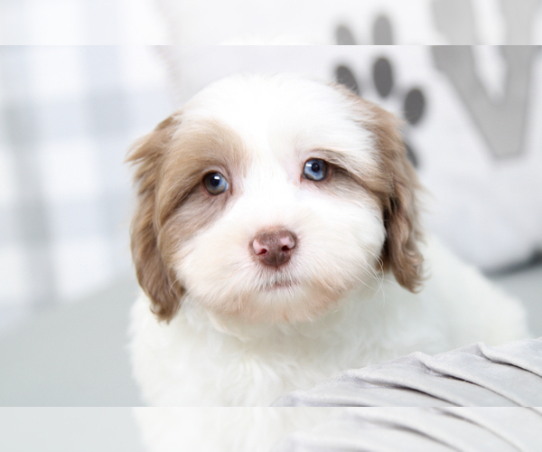 Medium Photo #6 Shih-Poo Puppy For Sale in MARIETTA, GA, USA