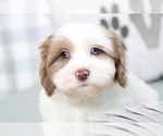Small Photo #6 Shih-Poo Puppy For Sale in MARIETTA, GA, USA