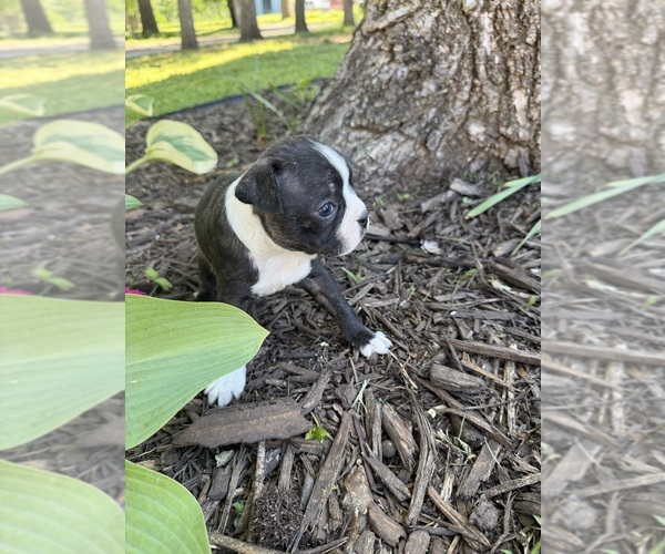 Medium Photo #4 Boston Terrier Puppy For Sale in FREDONIA, KS, USA