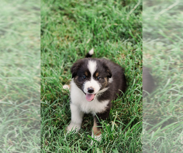 Medium Photo #47 Australian Shepherd Puppy For Sale in ARODA, VA, USA