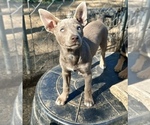 Small #6 Australian Kelpie