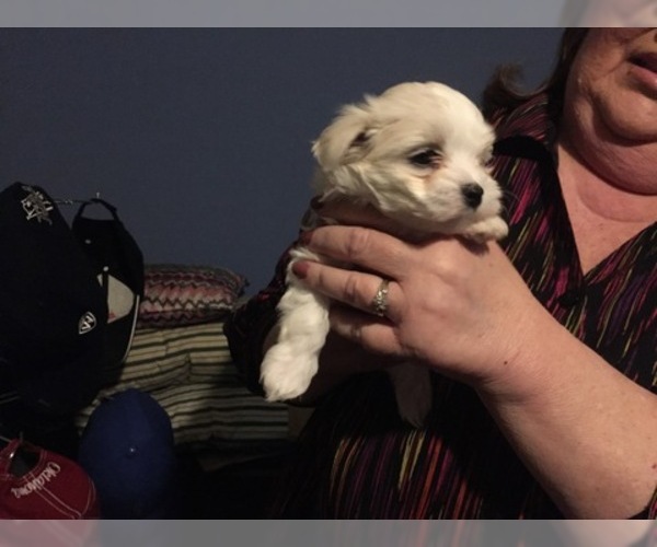 Medium Photo #53 Maltese Puppy For Sale in BRKN ARW, OK, USA