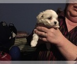 Small Photo #53 Maltese Puppy For Sale in BRKN ARW, OK, USA