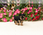 Small #5 Yorkshire Terrier