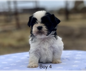 Shih Tzu Puppy for sale in EL CAMPO, TX, USA