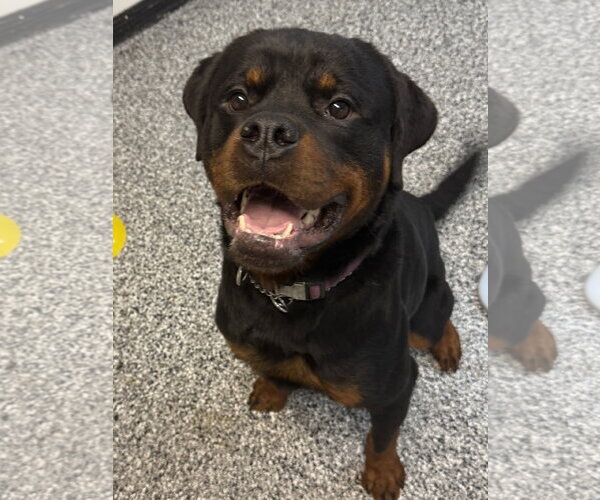 Medium Photo #14 Rottweiler Puppy For Sale in Mooresville, NC, USA