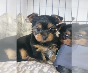 Yorkshire Terrier Puppy for Sale in ELMHURST, Illinois USA