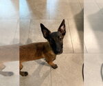Small Mutt