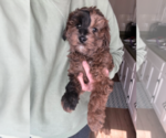 Small #2 Goldendoodle (Miniature)