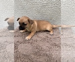 Small Photo #17 Chiweenie-Jack Russell Terrier Mix Puppy For Sale in SAINT AUGUSTINE, FL, USA