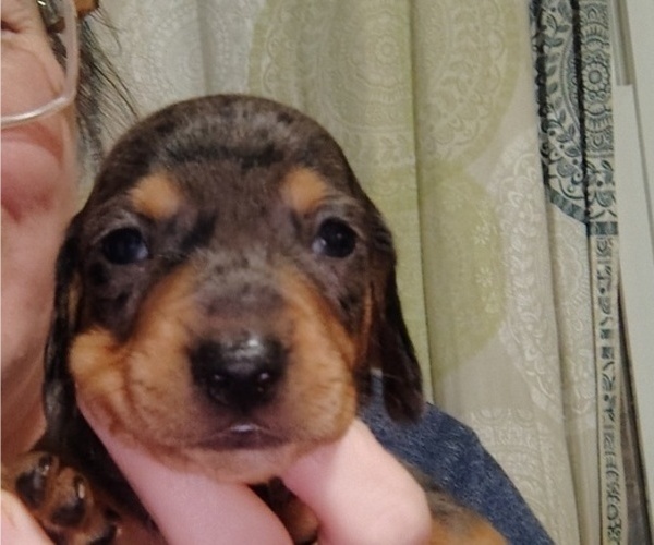 Medium Photo #4 Dachshund Puppy For Sale in BON AQUA, TN, USA