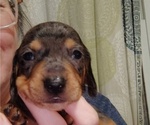 Small Photo #13 Dachshund Puppy For Sale in BON AQUA, TN, USA