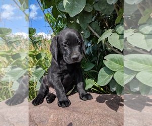 Labrador Retriever Puppy for sale in SYRACUSE, NE, USA