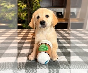 Golden Retriever Puppy for sale in GREENWOOD, IN, USA