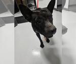 Small American Pit Bull Terrier Mix