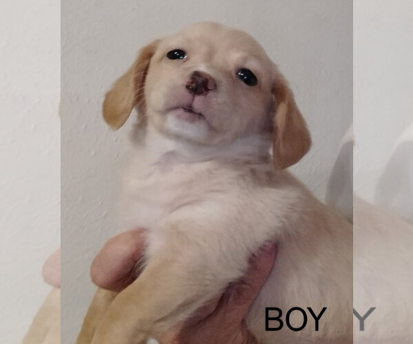 Medium Photo #1 Chihuahua-Unknown Mix Puppy For Sale in Grafton, WI, USA