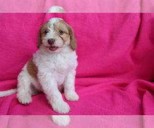 Jack-A-Poo Puppy for sale in SHILOH, OH, USA