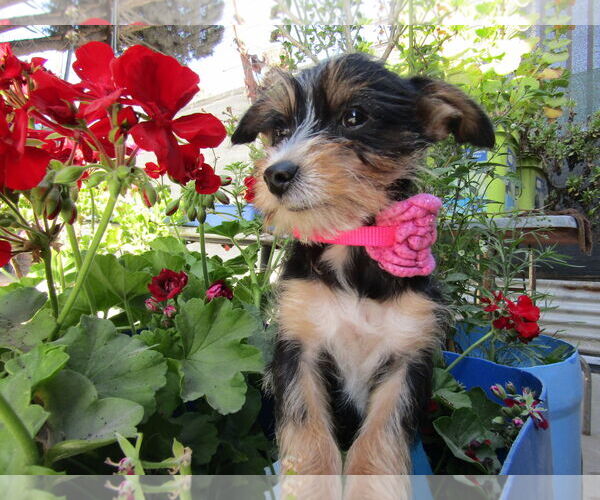 Medium Photo #3 Mutt Puppy For Sale in San Diego, CA, USA