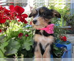 Small #2 Mutt