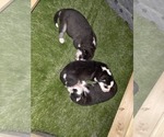 Small #22 Siberian Husky