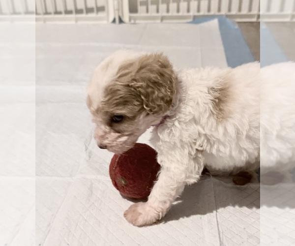 Medium Photo #16 Goldendoodle (Miniature) Puppy For Sale in ELBERT, CO, USA