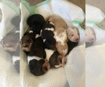 Small Photo #28 Basset Hound Puppy For Sale in ORLAND, CA, USA